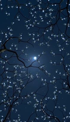 the moon is shining brightly in the night sky behind some trees with white flowers on it