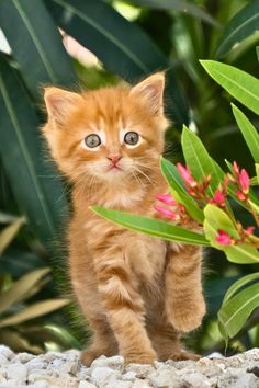 Orange tabby kitten standing on pebbles surrounded by green leaves and pink flowers. Adorable Creatures