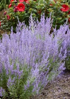 purple flowers are growing in the garden