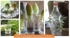 several pictures of different bottles with plants in them and the words how to propagate succulents in water