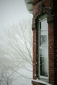 a tree in front of a window covered in snow