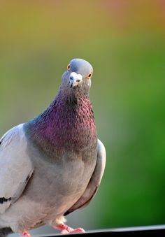 a close up of a pigeon on a ledge