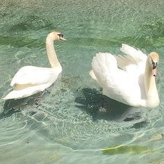 two swans are swimming in the clear blue water