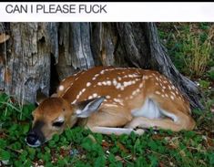 a deer laying down in the grass next to a tree with words can i please fuk on it