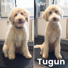 the before and after photos of a dog grooming