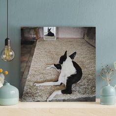 a black and white dog laying on top of a rug