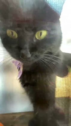 a black cat sitting on top of a window sill next to a bird cage