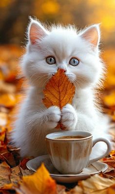 a white kitten sitting on top of a pile of leaves next to a cup of coffee