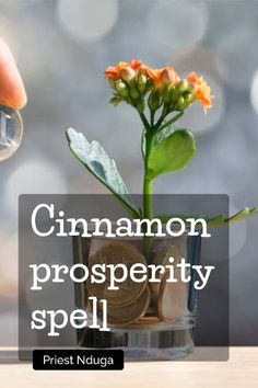 Want a wealth boost? Try a Cinnamon Prosperity Spell! It's easy, smells great, and works wonders for your finances. Cinnamon Spell | Increase Wealth | Financial Success. Get ready to watch your prosperity grow. Why wait? Start your spell today! Cinnamon Spell, Financial Growth, Gold Money