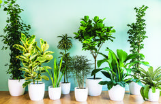 there are many different types of plants in pots