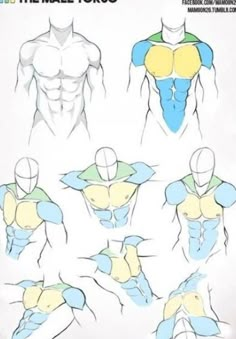 the male torso is shown in various positions