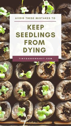 seedlings are growing in the soil with text overlay that reads, keep seeds from dying