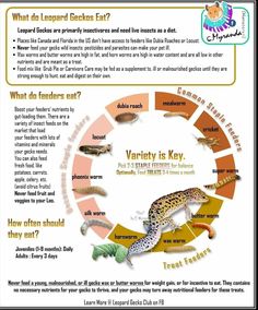 a poster describing the different types of lizards