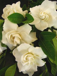 several white flowers with green leaves on them