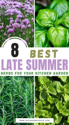 the best plants to grow in your kitchen garden are these herbs for your kitchen garden?