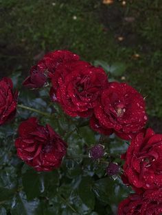 red roses with water droplets on them in the grass and some bushes behind them are wet