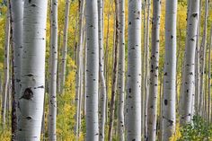 a grove of trees with yellow and green leaves in the foreground, surrounded by tall white trunks