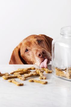 a brown dog laying on top of a table next to a jar filled with food