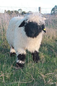 a black and white sheep standing in the grass