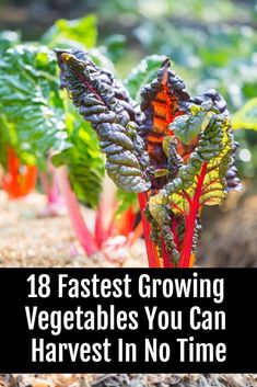 Plant some of these veggies today and you'll be eating many of them by the end of the week! Fast Growing Vegetables, Growing Veggies, Garden Veggies, Veg Garden, Growing Tips, End Of The Week, Home Vegetable Garden, Food Garden, Veggie Garden