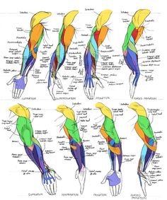 the muscles are labeled in different colors