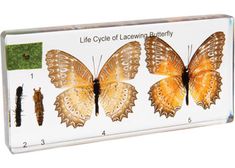 the life cycle of lacewing butterflies is displayed in a clear box with four different stages