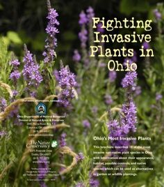 This gorgeous booklet details Ohio's 10 most common invasive species. It discusses the habitat they occupy, how to manage their growth, and native alternatives to plant instead. It also has advice for anyone who wants to try and stop the spread of these invasive plants. #InvasiveSpecies #OhioPlants Native Ohio Flowers, Ohio Native Flowers, Ohio Native Plants Landscaping, Ohio Native Plants Perennials, Ohio Gardening, Ohio Flowers, Ohio Garden, Native Landscaping