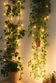 three potted plants with lights hanging from them on the wall next to each other