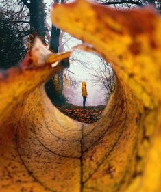 an instagram photo taken from the bottom of a leaf with someone standing in it