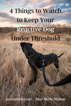 Dog on lead looking at something away from camera. Text reads '4 Things to Watch to Keep Your Reactive Dog Under Threshold' Word Aware, Identify Triggers, Canine Enrichment, Brain Games For Dogs, Animal Lessons, Things To Watch, Reactive Dog, Dog Video, Dogs Training