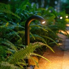 the lights are on in front of the ferns