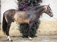 a brown and black horse standing next to a white wall with purple flowers on it