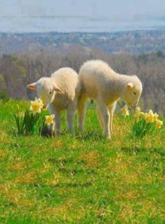 two lambs are standing in the grass with daffodils