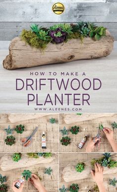 how to make a driftwood planter with succulents