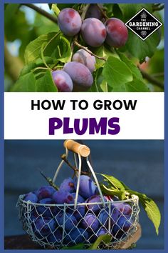 plums in a basket with the words how to grow plums on it and below