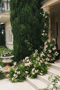 some white flowers and bushes in front of a house with stairs leading up to it