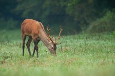 a deer is grazing in the grass with it's antlers bent down to eat