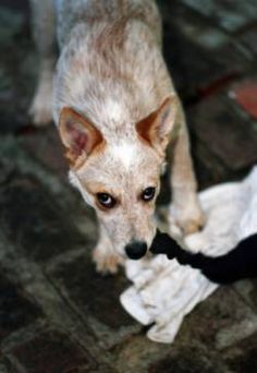 a small white dog standing on top of a tile floor next to a black object