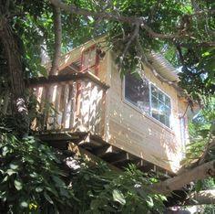 a tree house built on top of a tree in the middle of some trees with lots of leaves around it