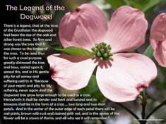 the legend of the dogwood poem is shown with pink flowers and green leaves on it