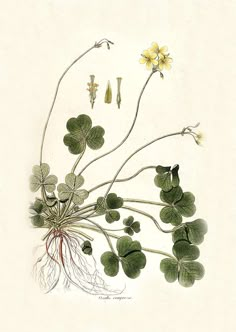 an illustration of flowers and leaves with roots