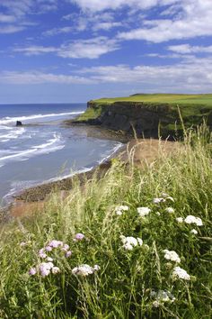 wildflowers growing on the edge of a cliff overlooking the ocean