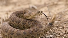 a large brown snake on the ground with it's mouth open