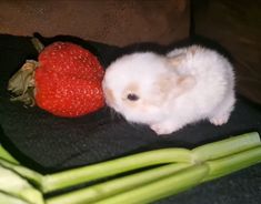 a small white rabbit sitting next to a strawberries and celery stalks on a black surface