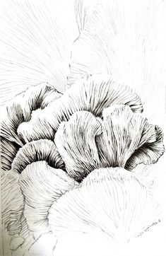 an ink drawing of some kind of flower