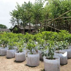 there are many potted plants in the dirt near each other on the sand ground