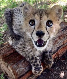 a cheetah cub sitting on top of a piece of wood