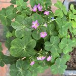 a potted plant with purple flowers and green leaves