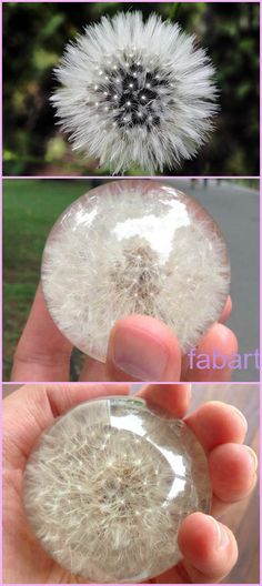 three pictures of dandelion being held in front of the camera