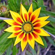 a yellow and red flower with green leaves